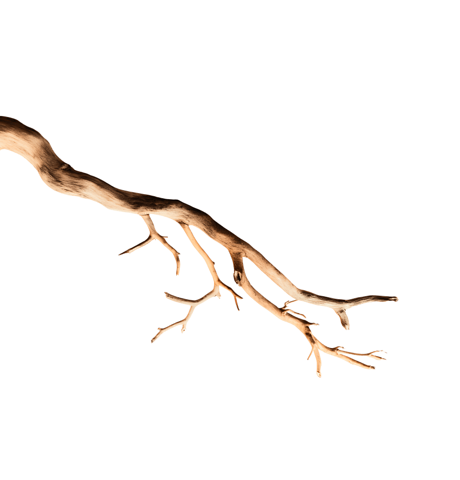 dry-wood-branch-isolated-white-background 1